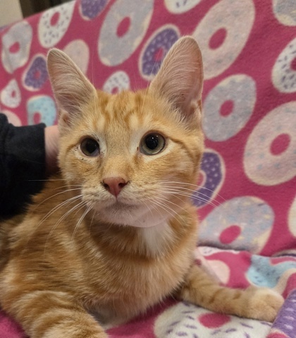 Butterscotch