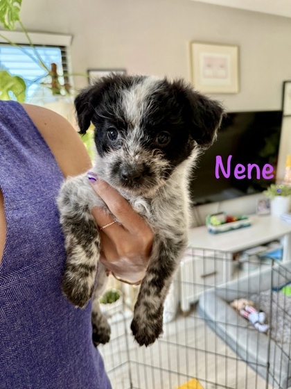 Nene