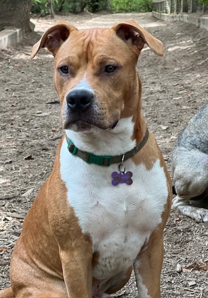 Mocha