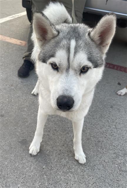ZEUS