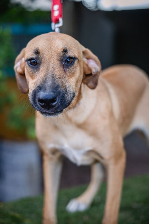 Estrella