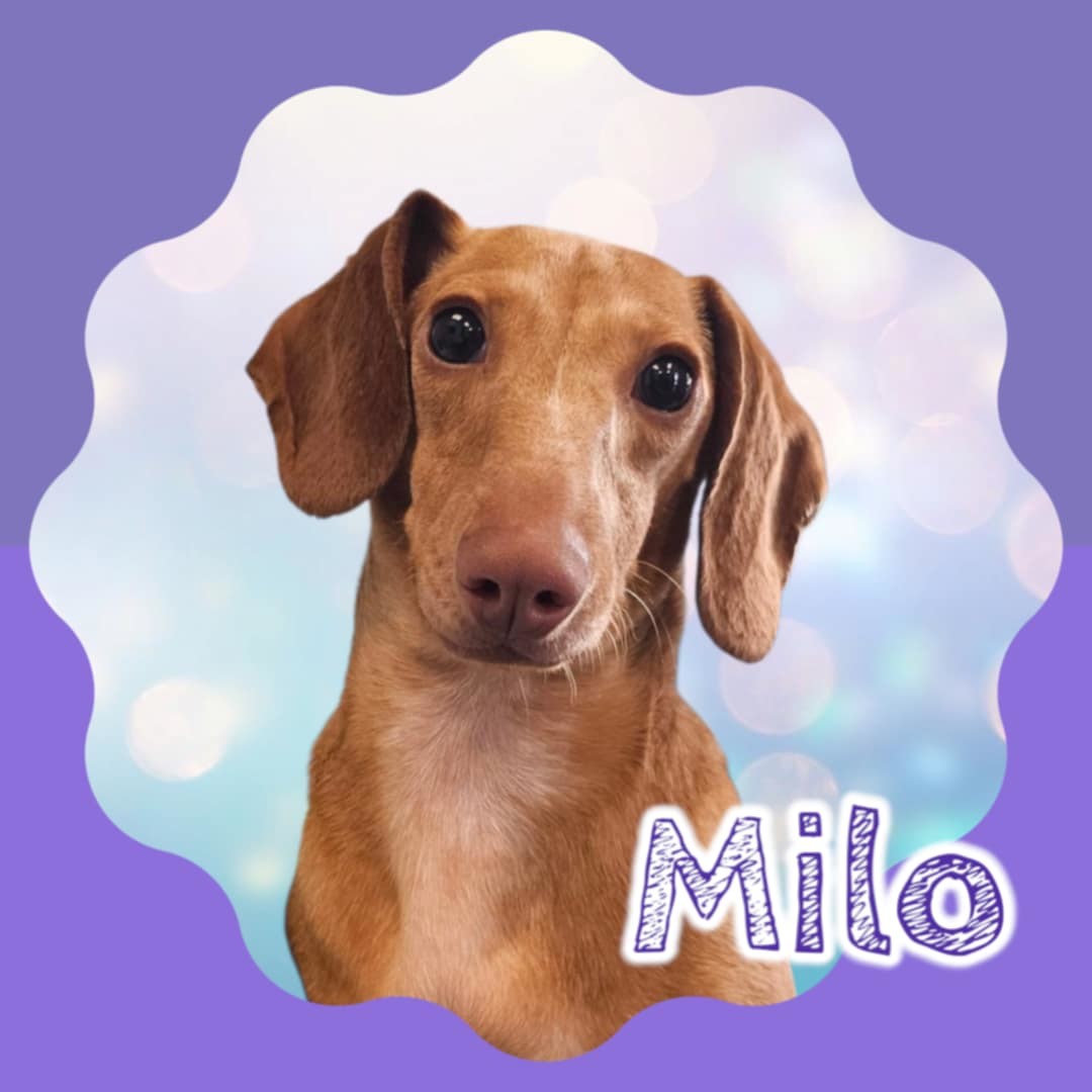 Milo