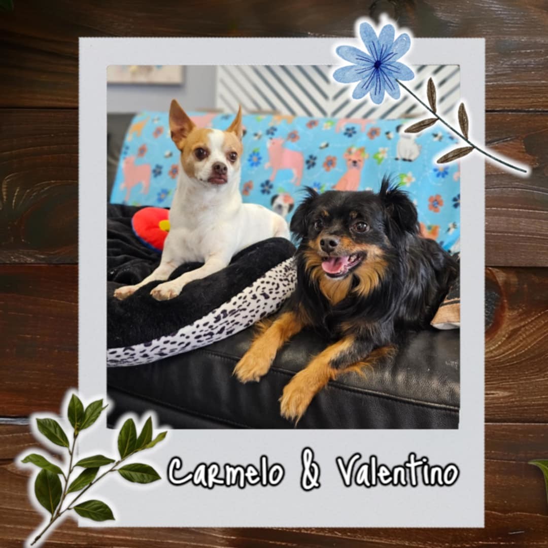 Carmelo and Valentino