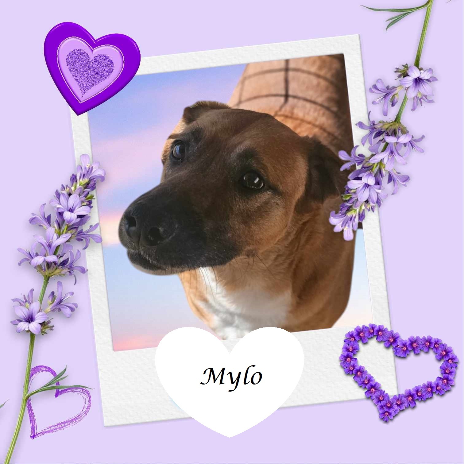 Mylo