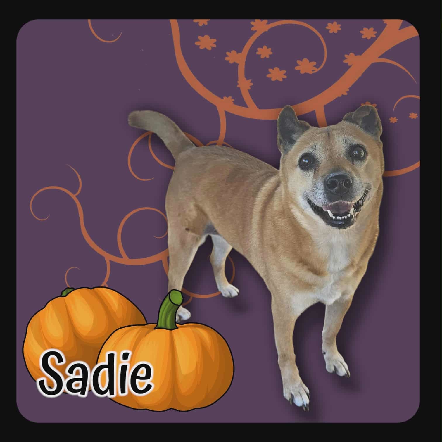 Sadie