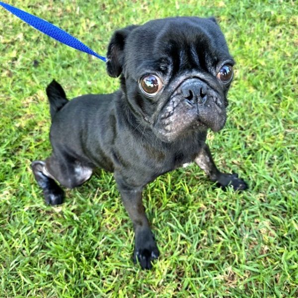 PUGNATO