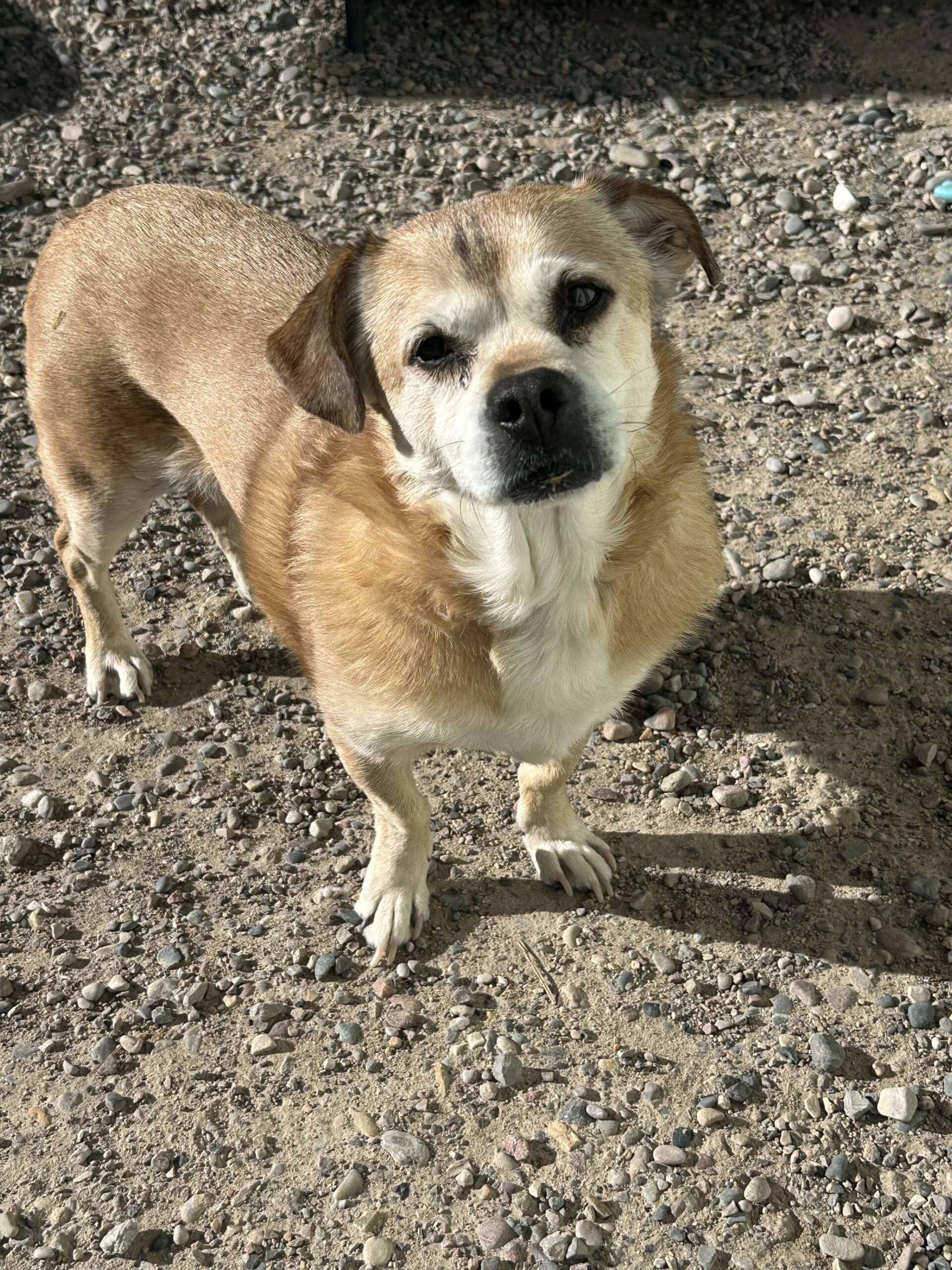 Jake, an adoptable Corgi, Pug in Dillon, MT, 59725 | Photo Image 1