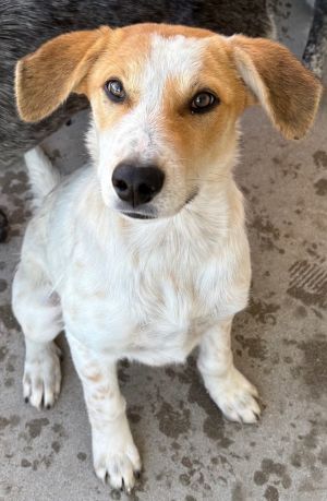 Avari