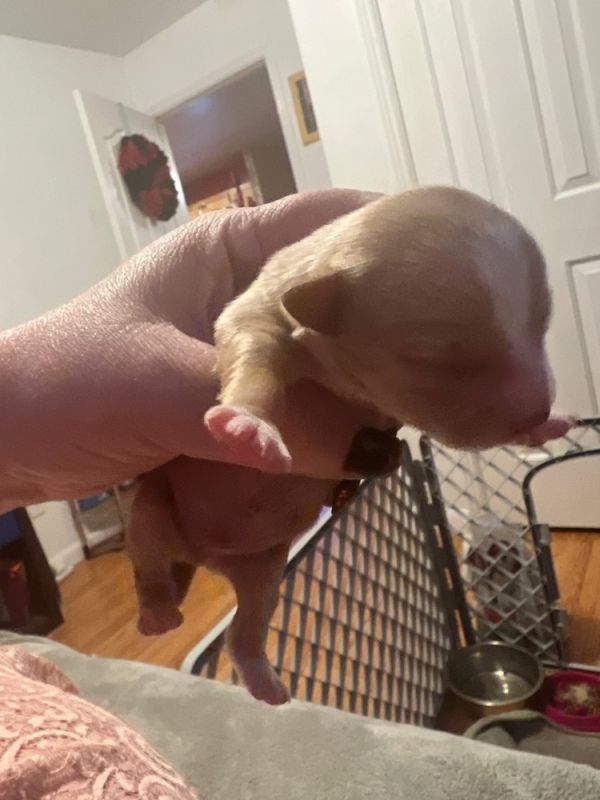 Dave