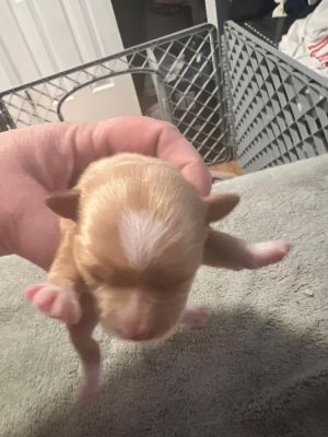 Theodore