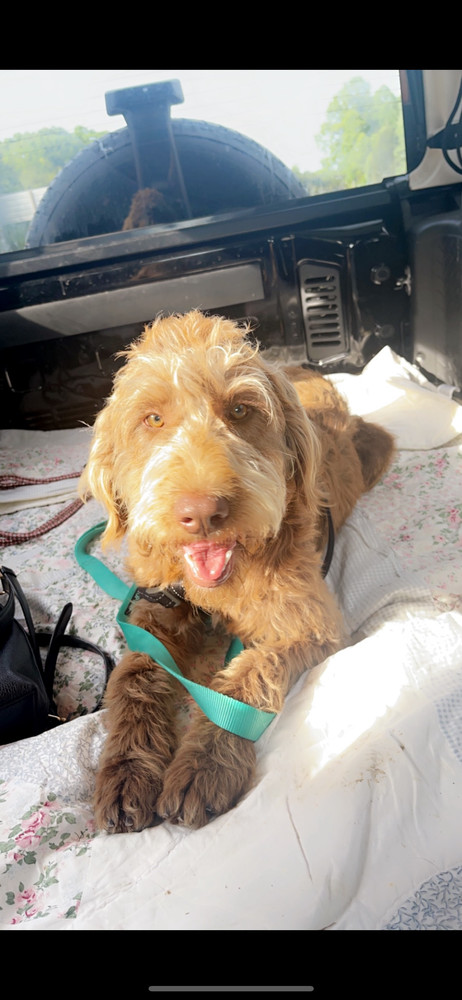 Gemma Doo, an adoptable Aussiedoodle, Standard Poodle in Aurora, IN, 47001 | Photo Image 1