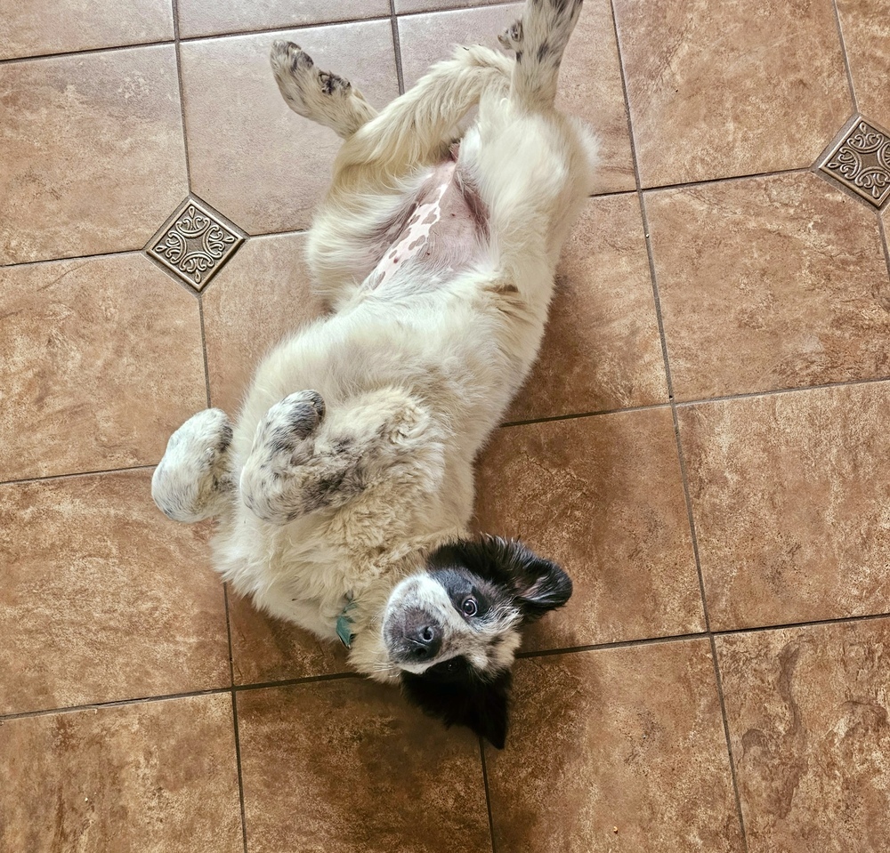 Diana aka Rosebud (R Crew)