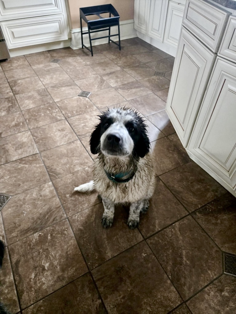 Diana aka Rosebud (R Crew)