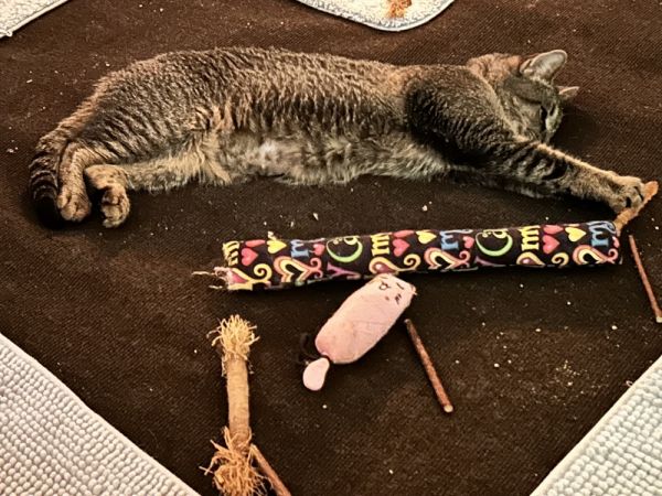 Angelica thumbnail 2