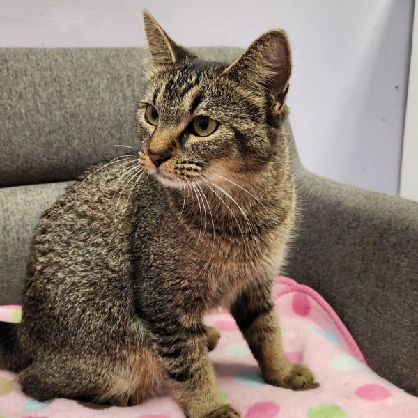 Angelica thumbnail 3