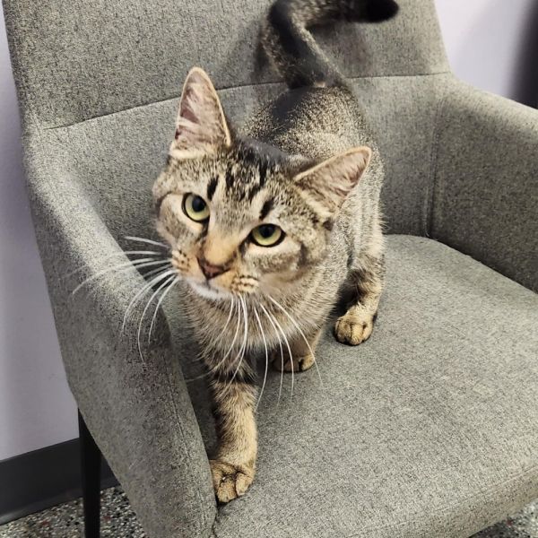 Angelica thumbnail 5