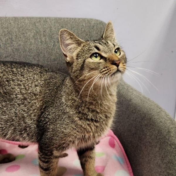 Angelica thumbnail 6