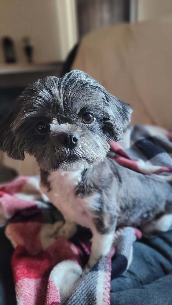 Molly