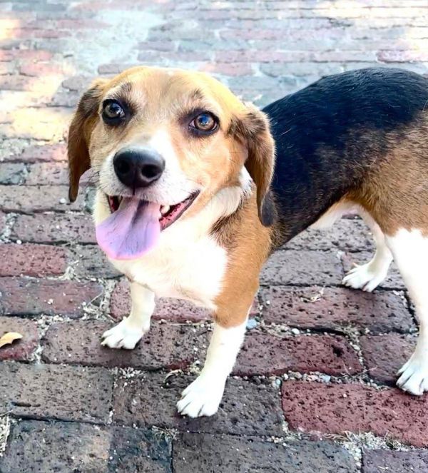 Sonny - Fostered in SE Nebraska