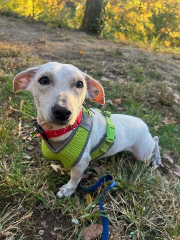 Dobby