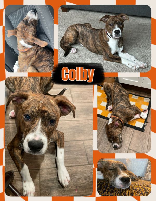 Colby