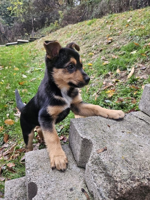 KitKat