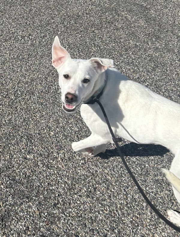 Maggie