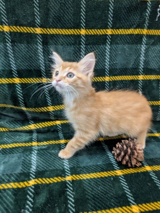 Cat for adoption Butternut Squash a Domestic Long Hair in Raleigh Cat for adoption Butternut Squash a Domestic Long Hair in Raleigh