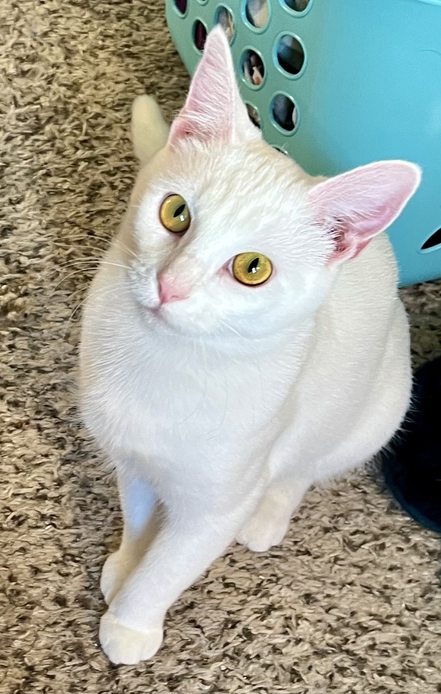 Ambrosia (bonded to Fuji)