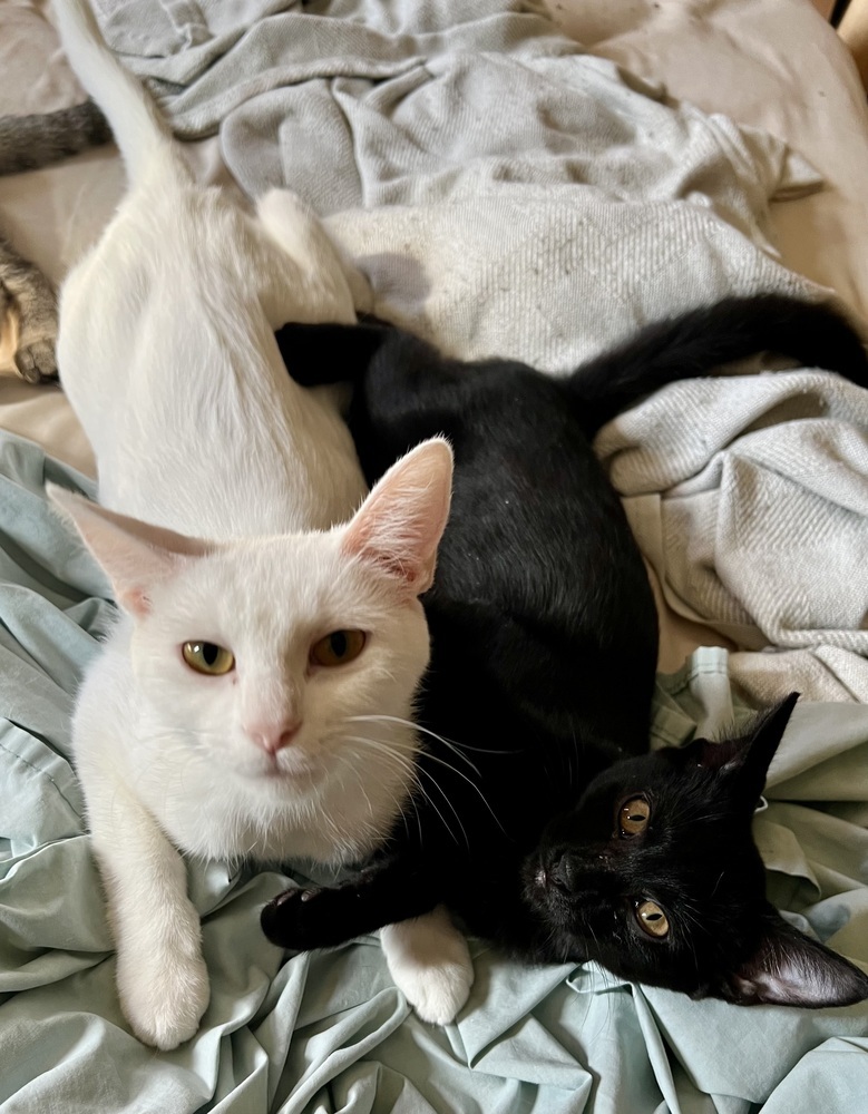 Ambrosia (bonded to Fuji)