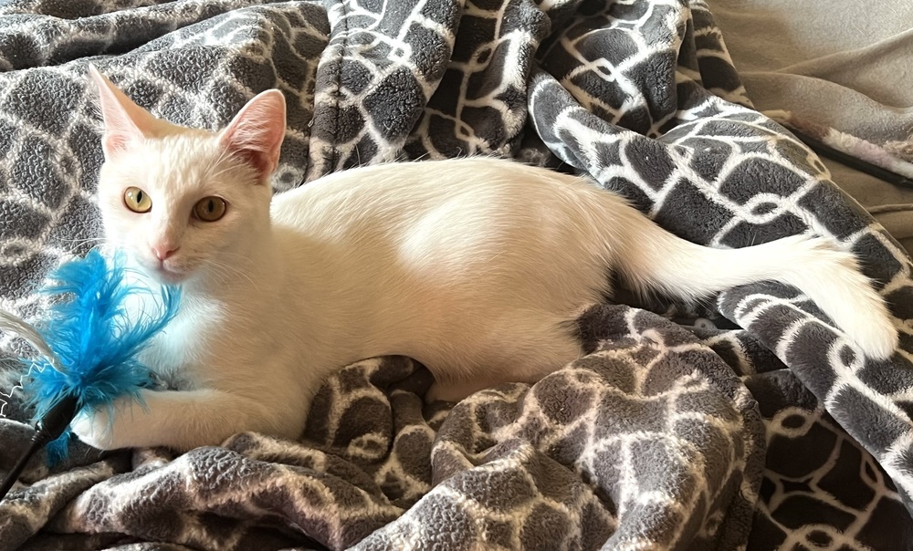 Ambrosia (bonded to Fuji)