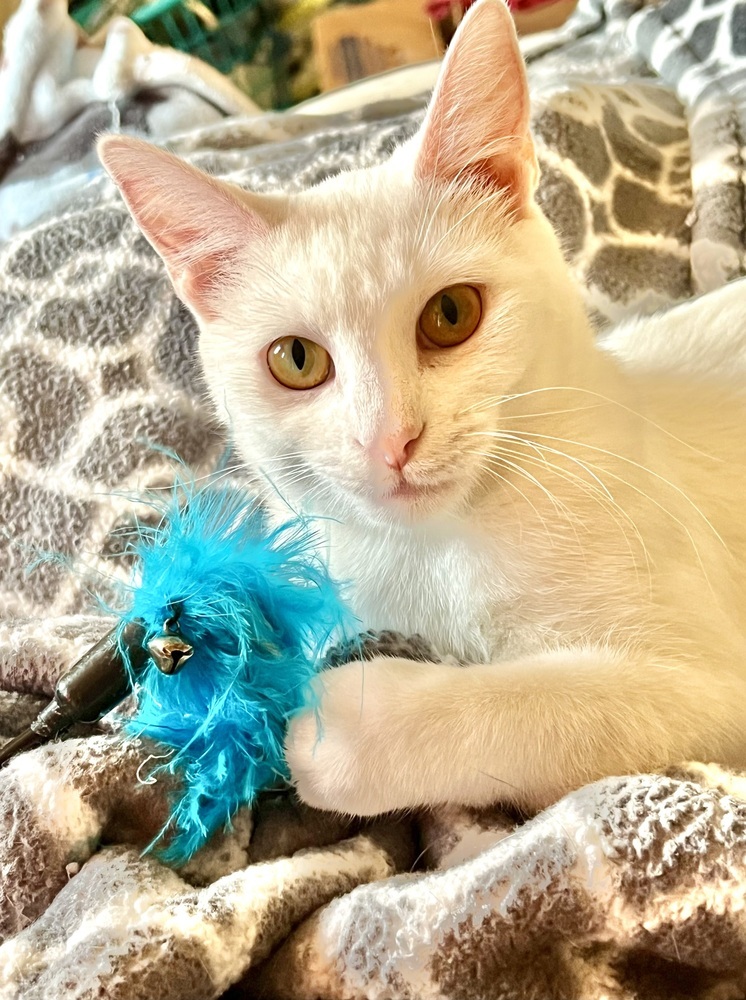 Ambrosia (bonded to Fuji)