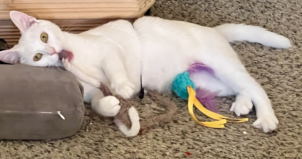 Ambrosia (bonded to Fuji)