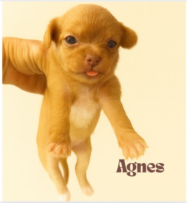 Agnes