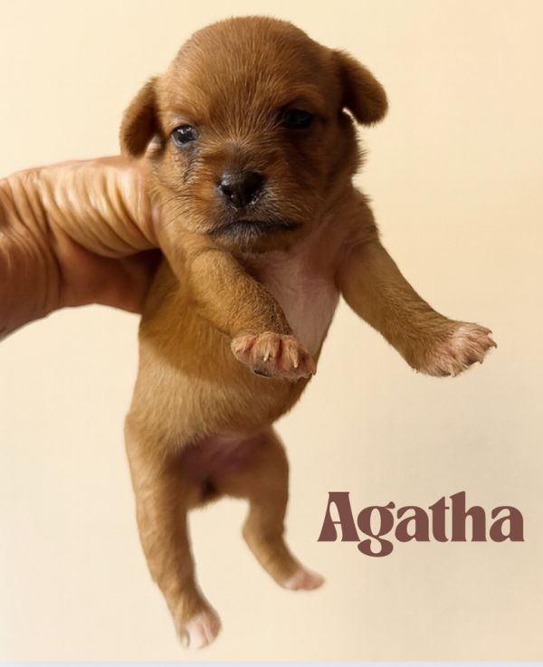 Gatha