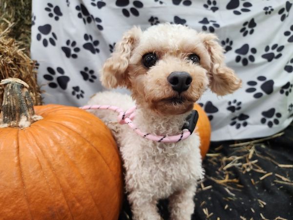 Chloe