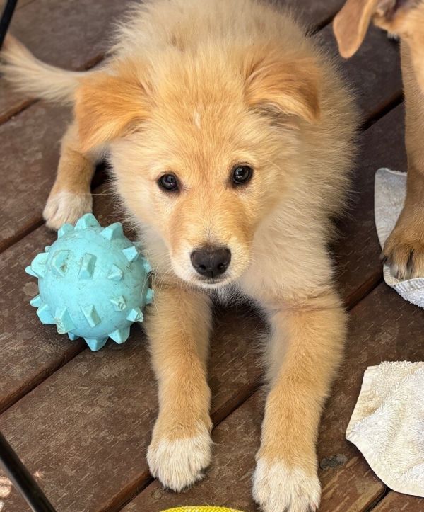 Ginger