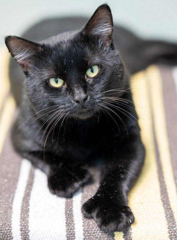 Big Paulie thumbnail 2