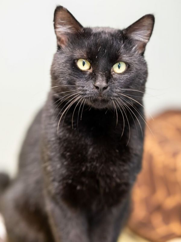 Big Paulie thumbnail 5