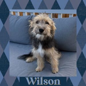 Wilson