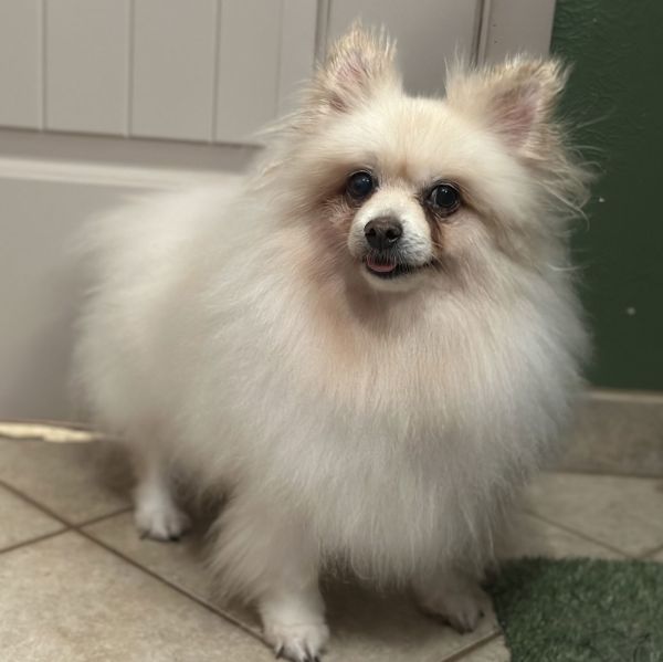 Caspian