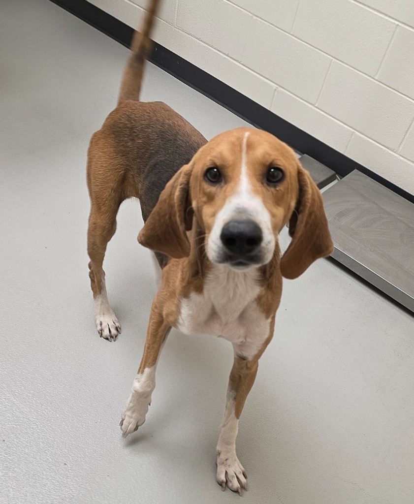 Ranger / AC 27291, an adoptable Affenpinscher, Hound in Greeneville, TN, 37745 | Photo Image 1