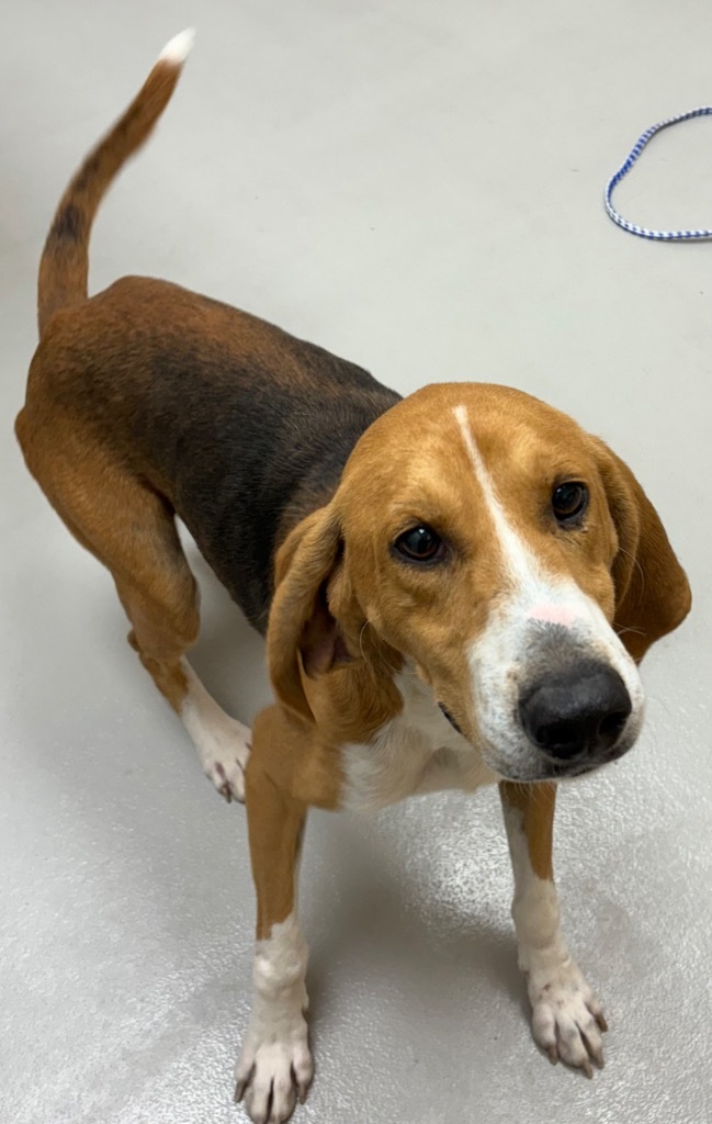 Ranger / AC 27291, an adoptable Affenpinscher, Hound in Greeneville, TN, 37745 | Photo Image 2