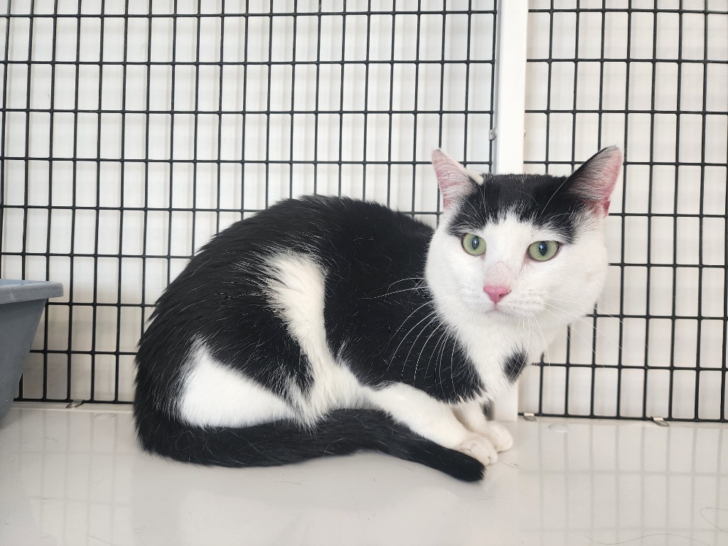 Willie, an adoptable Domestic Short Hair in Green River, WY, 82935 | Photo Image 1