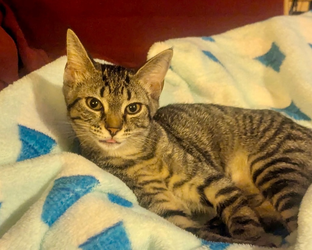 Gia