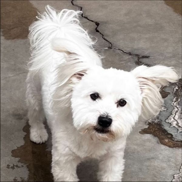 Falkor