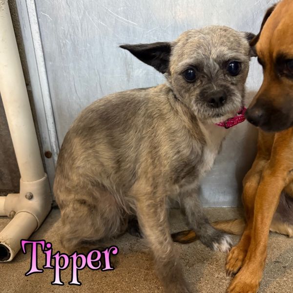 Tipper