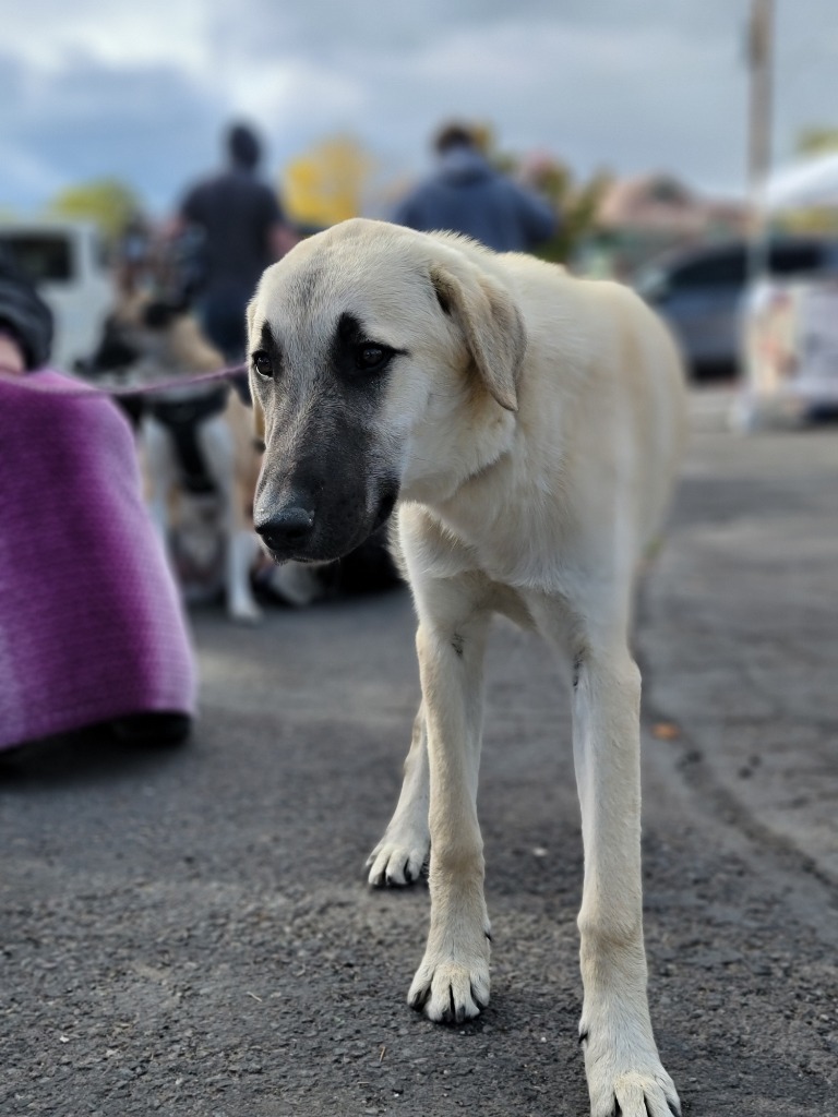 Thatcher A552709, an adoptable Anatolian Shepherd, Akbash in Reno, NV, 89506 | Photo Image 1