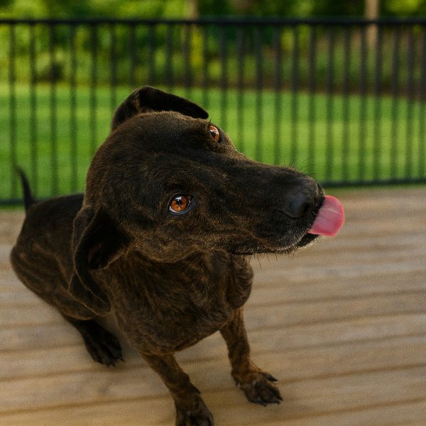 Colonel Sanders thumbnail 2