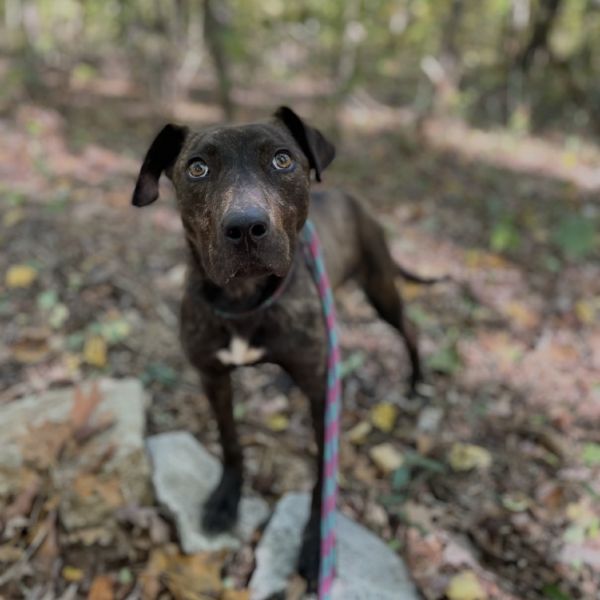 Colonel Sanders thumbnail 3